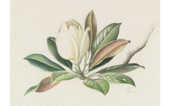 Magnolia Study
