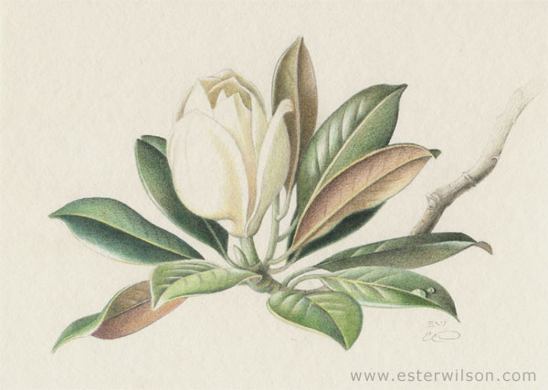 Magnolia Study