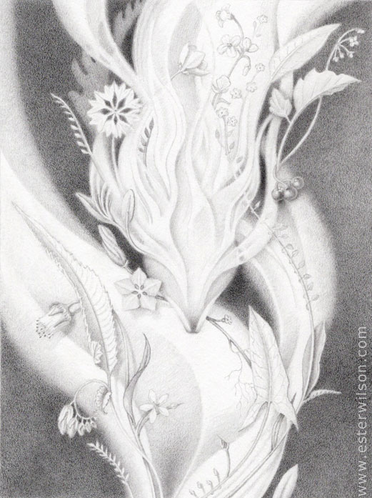 Nightshade drawing