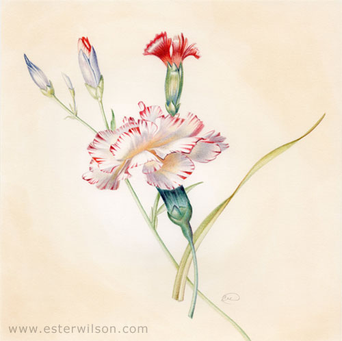Vintage Flowers Drawing