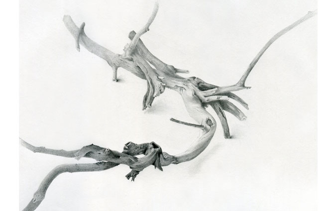 Branch