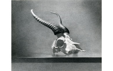 Springbok