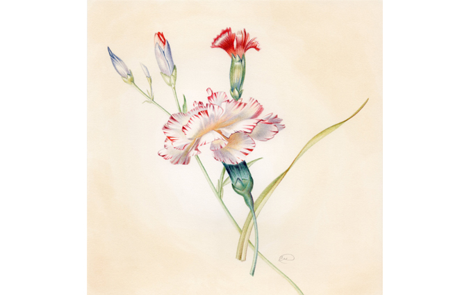 Vintage Flowers Drawing